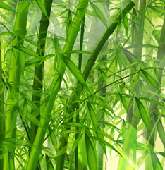 Bambus Bamboo Bamboo4u Terrassendielen aus Bambus
